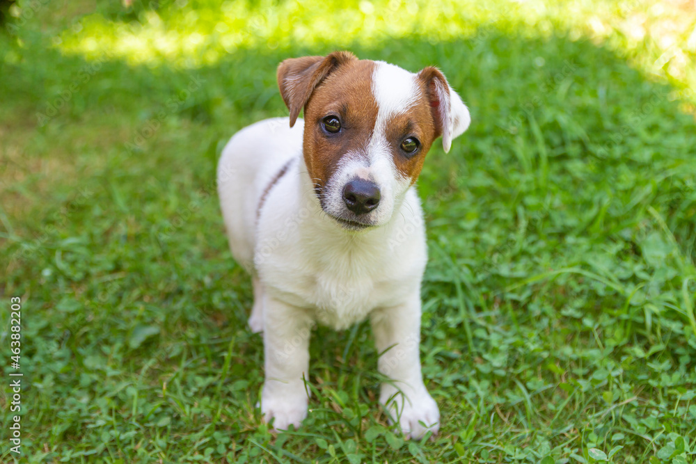 Jack Russell Terrier puppy on grass. Puppy Jack Russell Terrier plays in the bright green carpet closeup. Favorite pet Jack Russell Terrier puppy on grass. Puppy Jack Russell Terrier plays in the bright green carpet closeup. Favorite pet