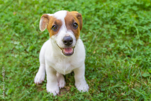 Jack Russell Terrier puppy on grass. Puppy Jack Russell Terrier plays in the bright green carpet closeup. Favorite pet © Anatoly