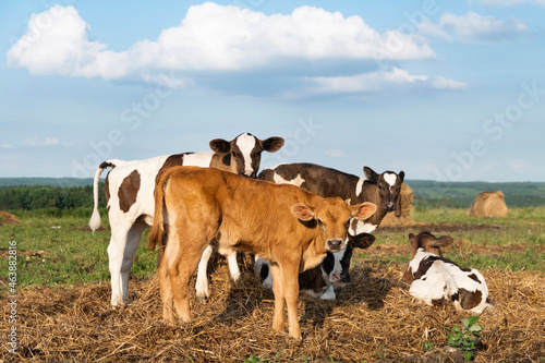 calves on a pasture