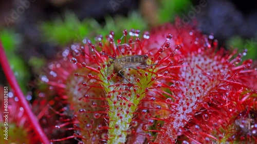 Carnivorous plant feeding on mosquito