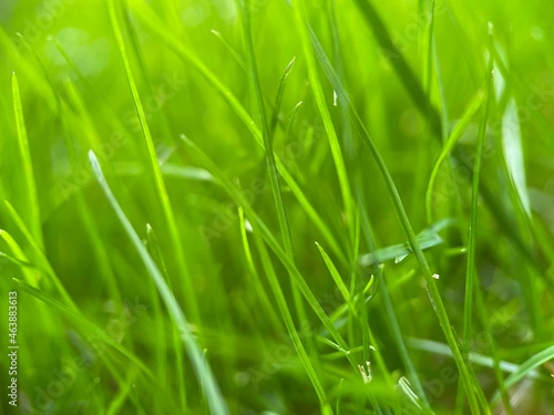 green grass background