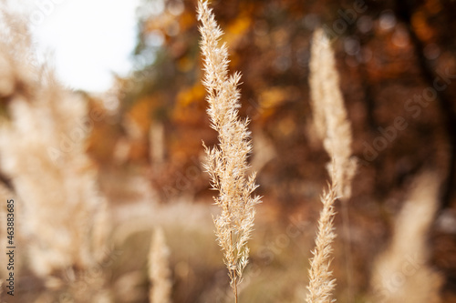 grass in the wind