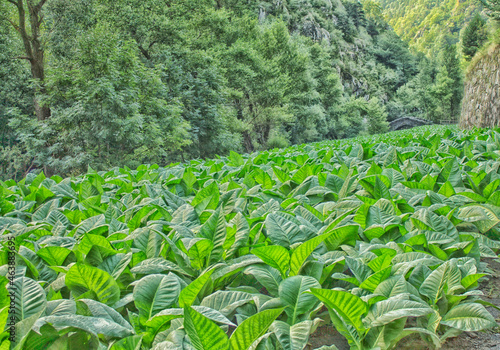 El tabaco no llena el vacío, lo crea / Tobacco doesn't fill the void, it creates it photo