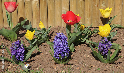 plate-bande de tulipes et de jacinthes aux couleurs vives photo