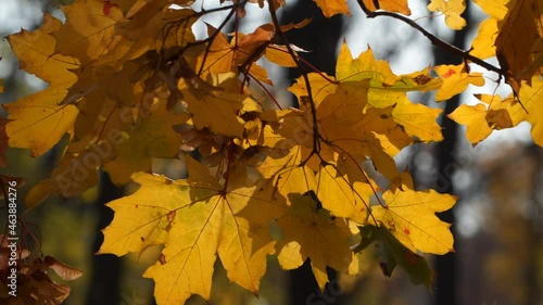 Wallpaper Mural Yellow maple leaves on a tree branch. Sunny day Torontodigital.ca