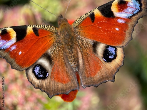 admiral butterfly photo