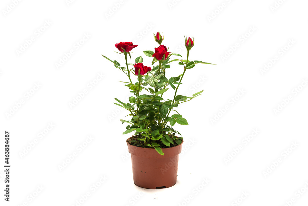 Naklejka premium Red roses in a pot isolated on white background.