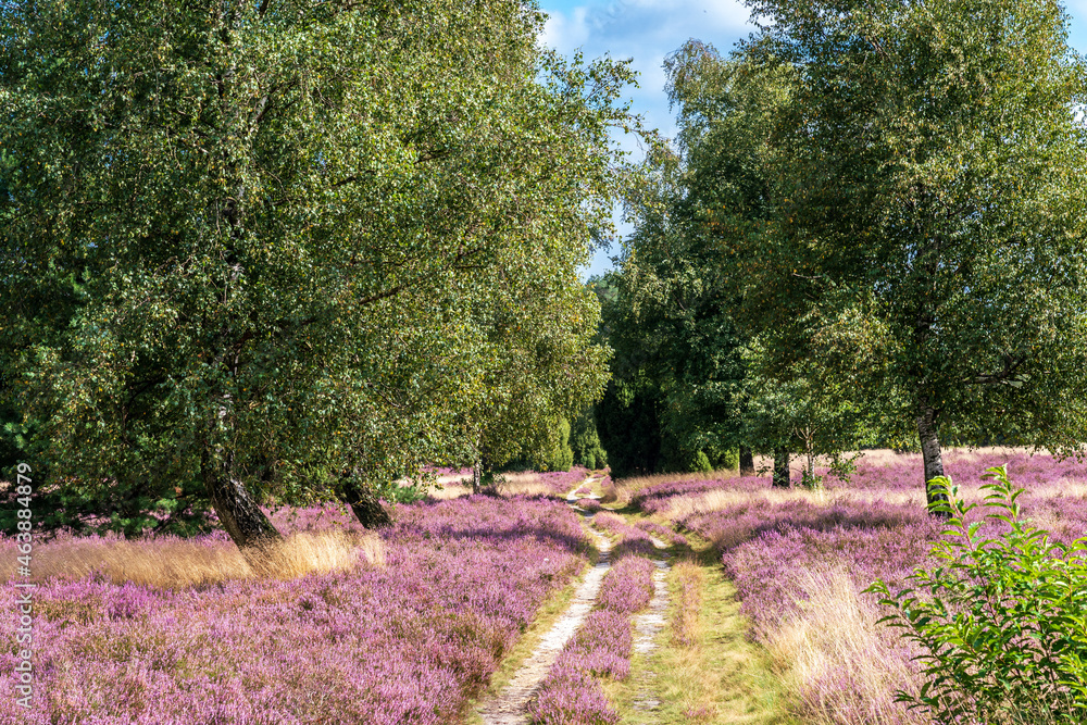 Feldweg durch die Südheide bei Lutterloh