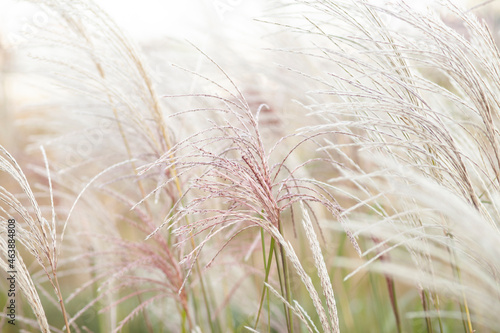 field of wheat