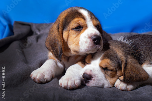 Cute and lovely beagle puppies, pets. Healthy sleep beagle. © malinaphoto