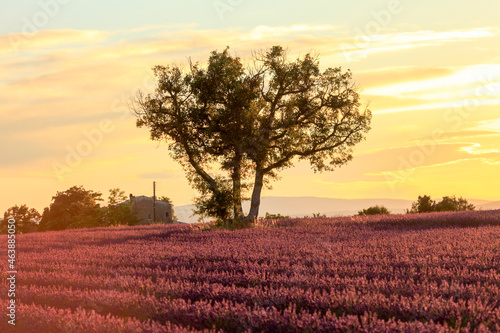 Wallpaper Mural Frankreich, Provence, Alpes-de-Haute-Provence: Bruchsteinhaus im Lavendelfeld auf dem Palteau de Valensole Torontodigital.ca