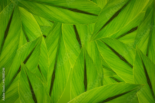 Green leaf background abstract of nature