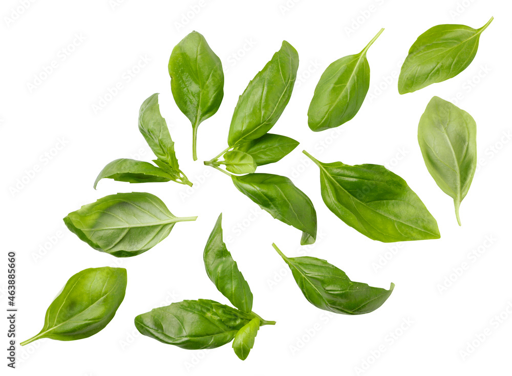Green basil leaves fall on a white background, cut. Isolated Green basil leaves fall on a white background, cut. Isolated
