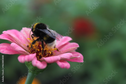 bee on a flower