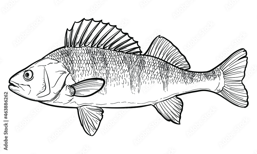 Hand-drawn Perch. Black and white. Vector sketch of a fish isolated on a white background. Hand-drawn Perch. Black and white. Vector sketch of a fish isolated on a white background.