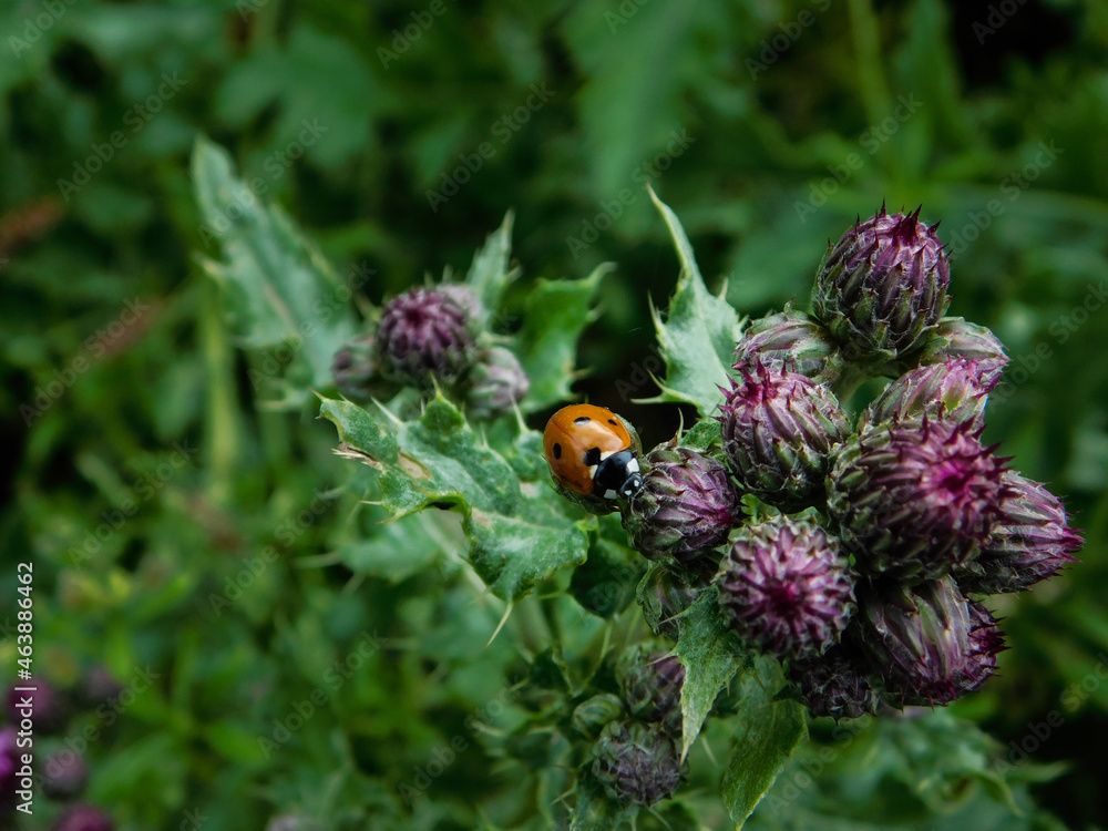 ladybird on a flower ladybird on a flower