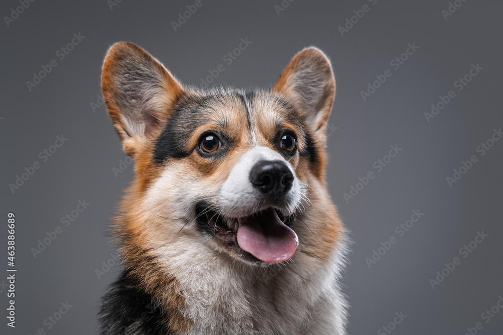 Joyful cardigan doggy with opened mouth against gray background