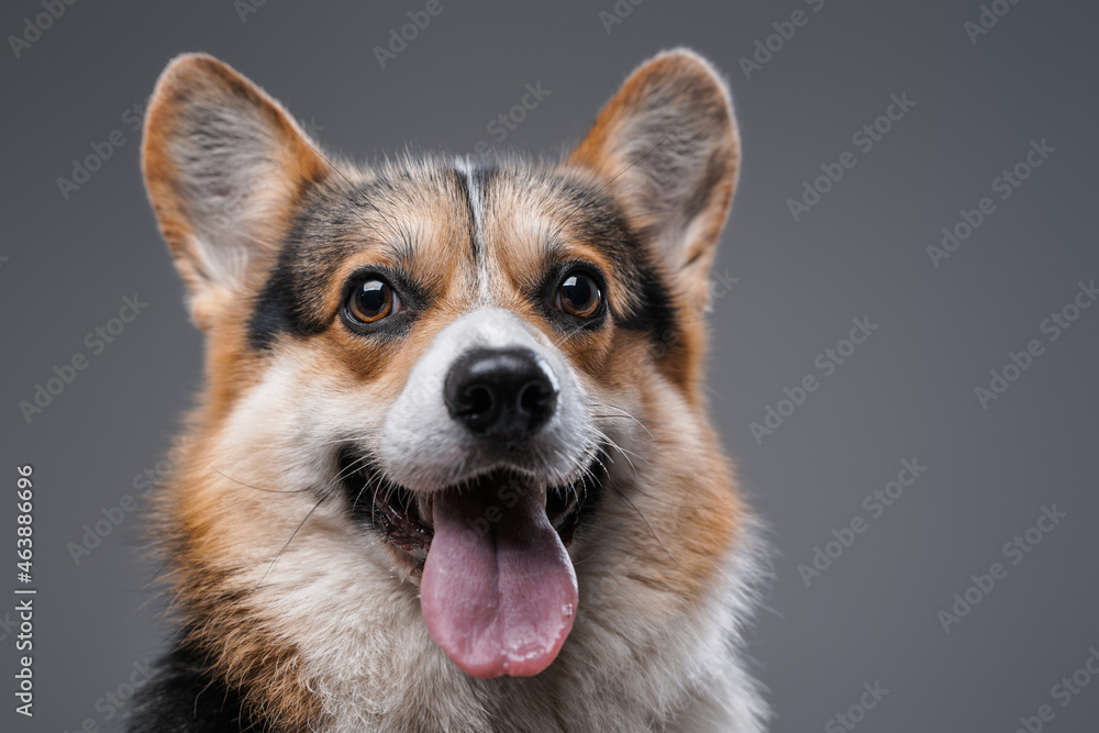 Headshot of carefree happy dog panting against gray background Headshot of carefree happy dog panting against gray background
