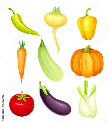 Ripe Vegetable as Healthy Raw Food and Garden Cultivar Vector Set