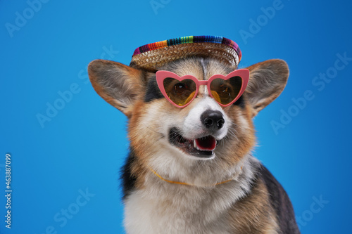 Fashion doggy with straw hat and heart shaped sunglasses