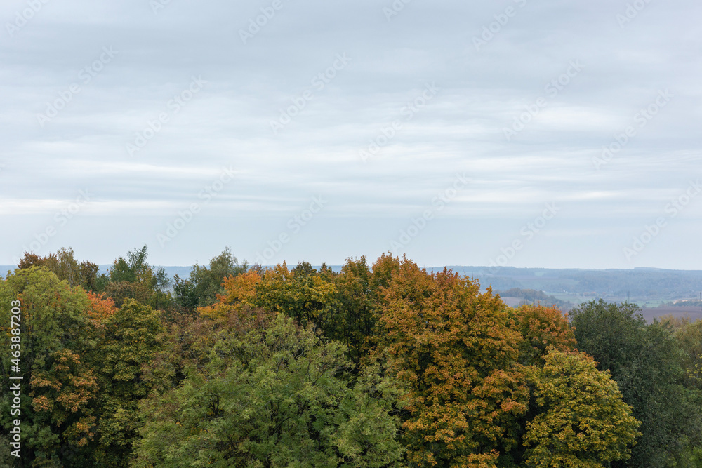 Fototapeta premium Autumn trees and cloudy sky. Minimalistic landscape.