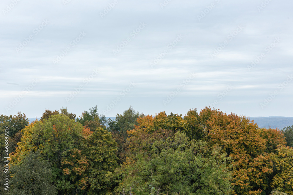 Autumn trees and cloudy sky. Minimalistic landscape. Autumn trees and cloudy sky. Minimalistic landscape.