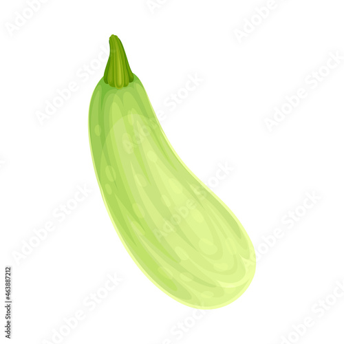 Ripe Green Marrow Vegetable as Healthy Raw Food and Garden Cultivar Closeup Vector Illustration