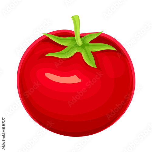 Ripe Red Tomato Vegetable as Healthy Raw Food and Garden Cultivar Closeup Vector Illustration