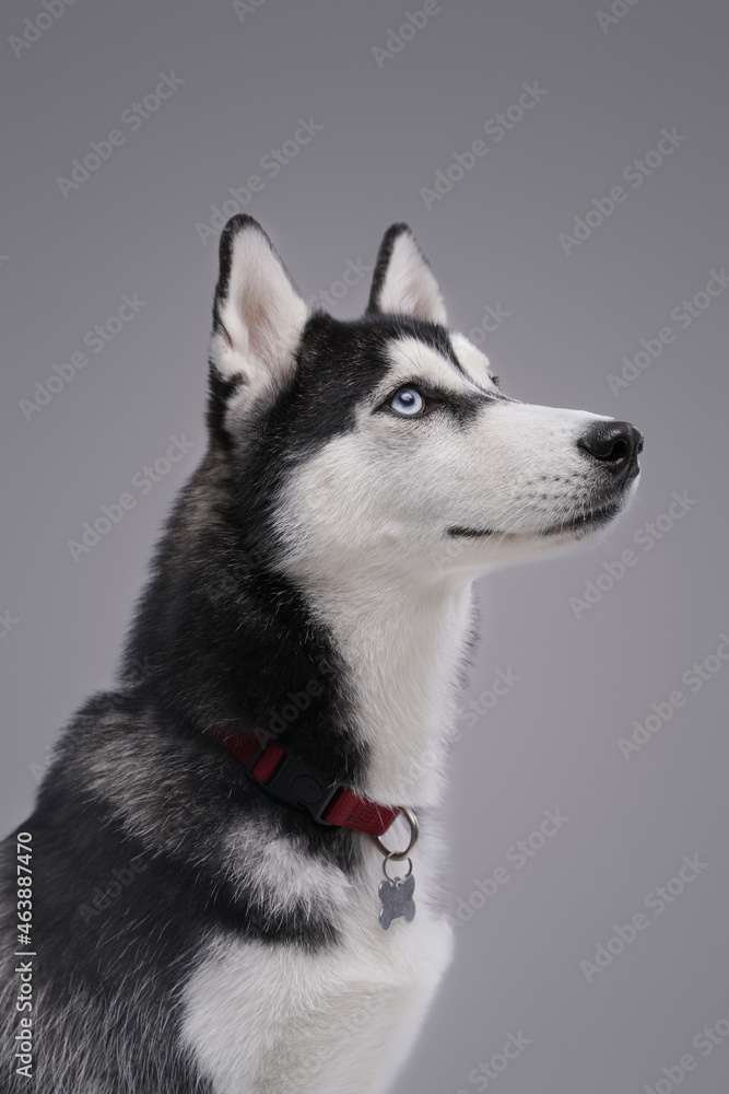 Pedigreed black and white husky dog against gray background