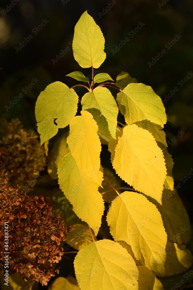 Obraz premium Hydrangea yellow leaves and flowers in autumn garden, hortensia after first autumnal ground frost.