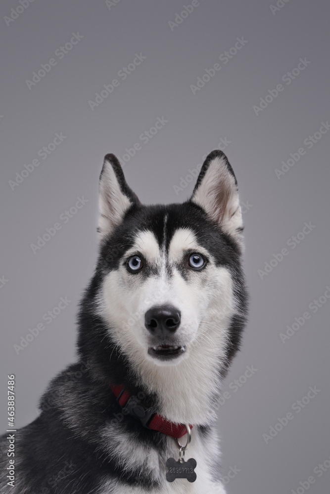 Funny husky dog with fluffy black and white fur