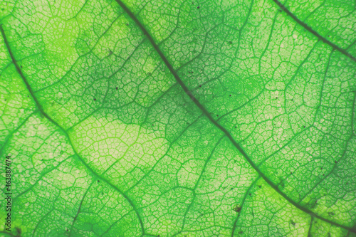 Macro photo of autumn foliage. green leaf texture background © stopabox