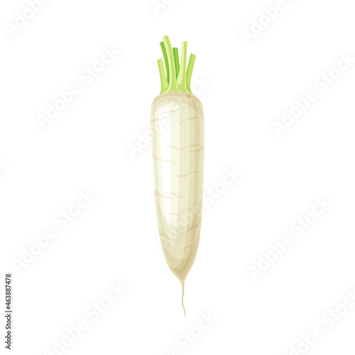 Ripe Turnip Vegetable as Healthy Raw Food and Garden Cultivar Closeup Vector Illustration