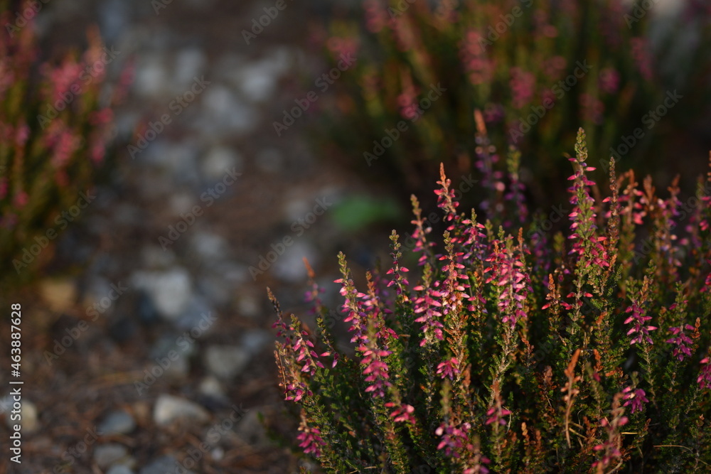 Heather garden with pink calluna vulgaris flowers, bokeh, selective focus, space for text. Heather garden with pink calluna vulgaris flowers, bokeh, selective focus, space for text.