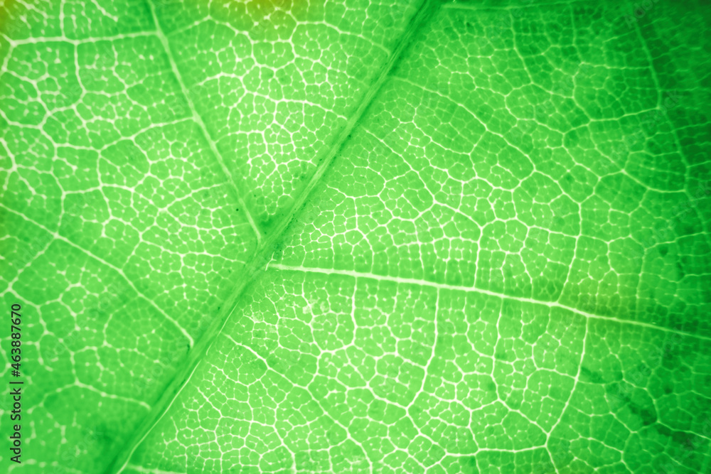 Macro photo of autumn foliage. green leaf texture background Macro photo of autumn foliage. green leaf texture background