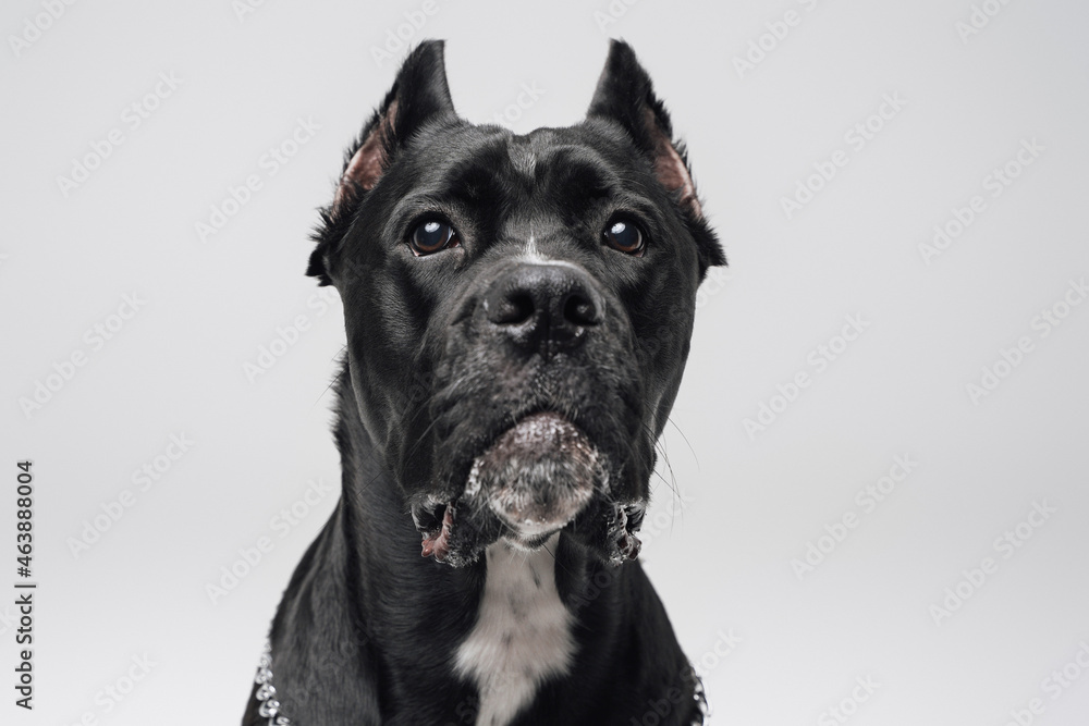 Headshot of black purebred dog against white studio background Headshot of black purebred dog against white studio background