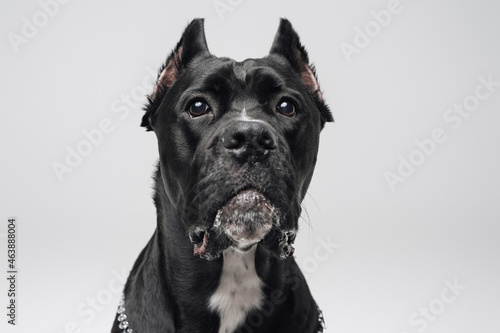 Headshot of black purebred dog against white studio background
