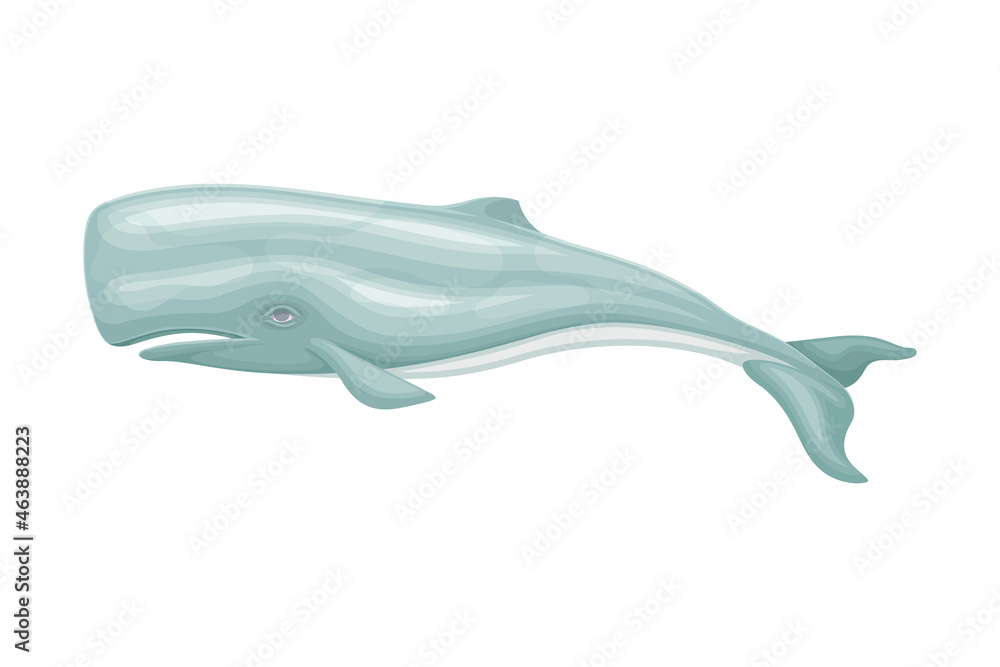 Sperm Whale or Cachalot as Aquatic Placental Marine Mammal with Flippers and Large Tail Fin Closeup Vector Illustration
