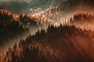 Wandcirkels Herfst Zonlicht in mistig dennenbos herfst  © Melinda Nagy