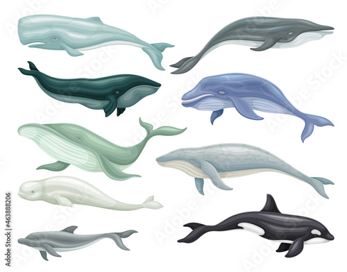 Whale as Aquatic Placental Marine Mammal with Flippers and Large Tail Fin Vector Set