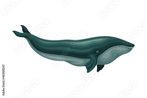 Whale as Aquatic Placental Marine Mammal with Flippers and Large Tail Fin Closeup Vector Illustration