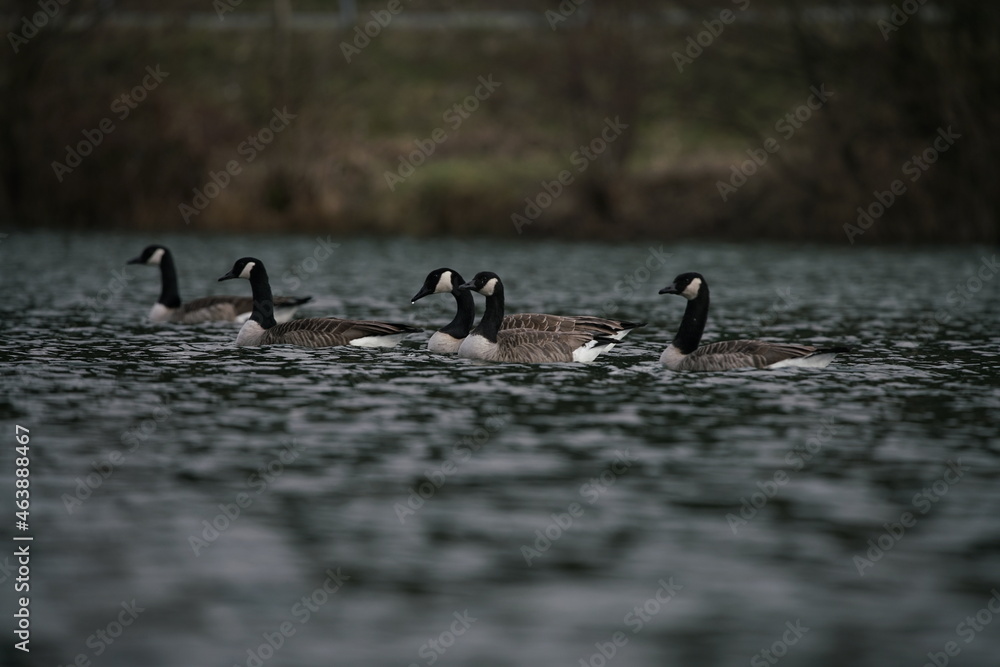 Fototapeta premium Branta canagensis, schwimmende Gruppe von Kanadagänsen, Tiere, Vögel, avifauna, Tierwelt, See mit leichten Wellen, Naturfotografie und Tierportrait