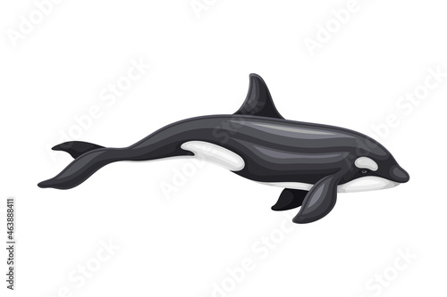 Killer Whale or Orca as Aquatic Placental Marine Mammal with Flippers and Large Tail Fin Closeup Vector Illustration © Happypictures