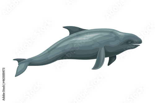 Whale as Aquatic Placental Marine Mammal with Flippers and Large Tail Fin Closeup Vector Illustration