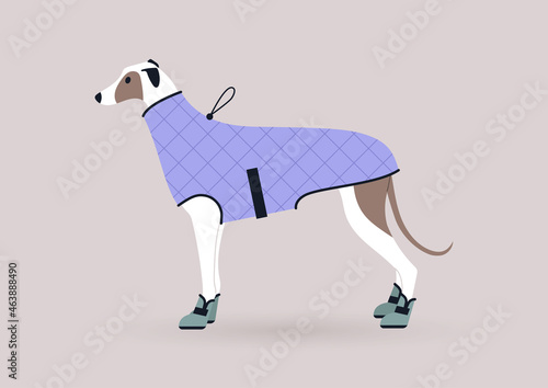 A portrait of a greyhound dog wearing a winter coat and boots, domestic pet outfits