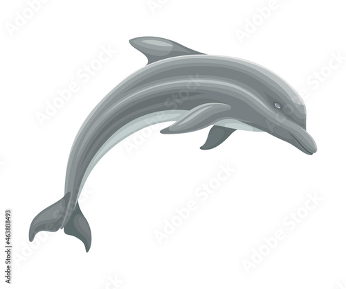 Oceanic Dolphin as Aquatic Placental Marine Mammal with Flippers and Large Tail Fin Closeup Vector Illustration