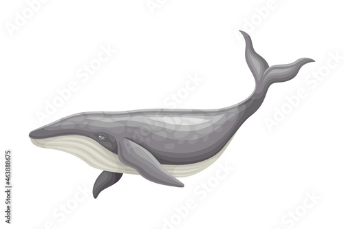 Whale as Aquatic Placental Marine Mammal with Flippers and Large Tail Fin Closeup Vector Illustration