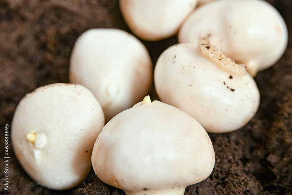 Peeled tulip bulbs before planting in the greenhouse. Peeled tulip bulbs before planting in the greenhouse.