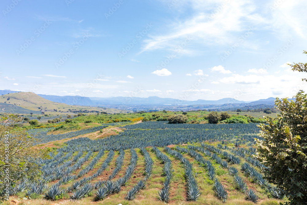Landscape of agave plants to produce tequila