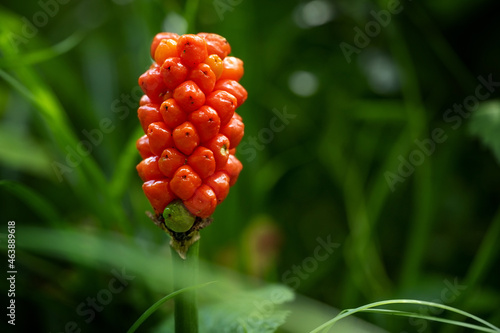 Arum maculatum with red berries also called Cuckoo Pint or Lords and Ladies, poisonous woodland plant against a dark green background, copy space, close-up shot, selected focus, narrow depth of field photo